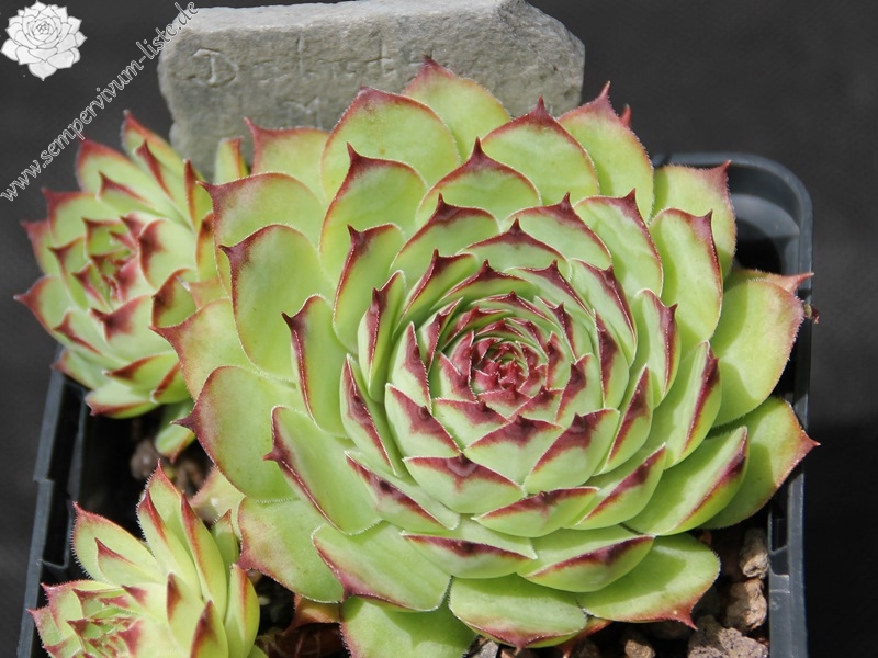 Dainty Marietta