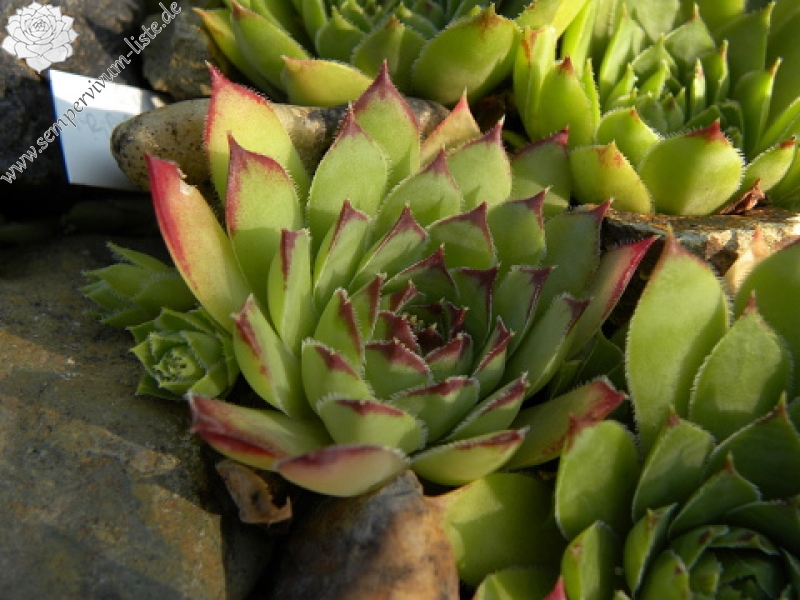 tectorum var. tectorum from Bethmale