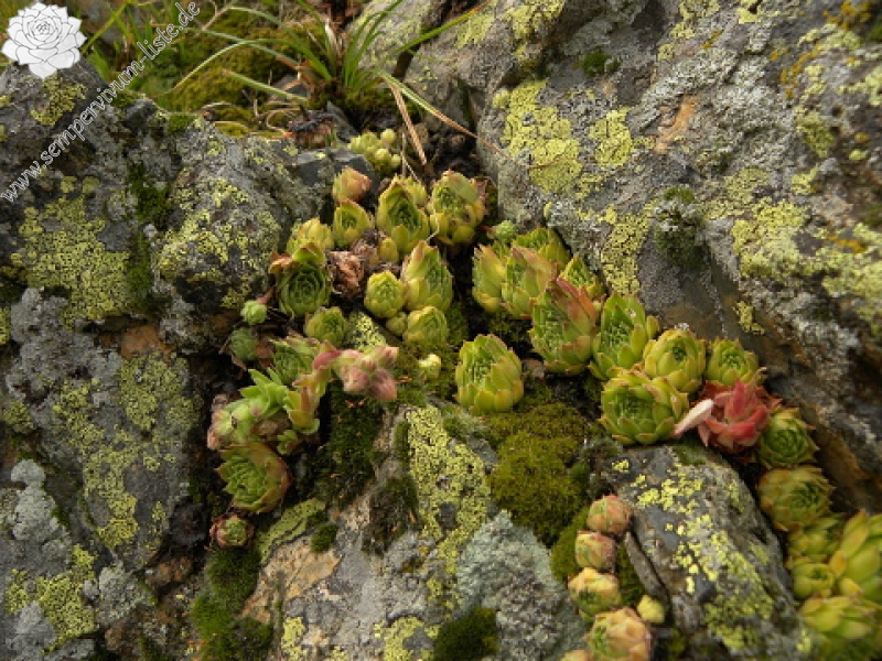 tectorum var. tectorum (alpinum) from Col du Tourmalet (unterhalb)