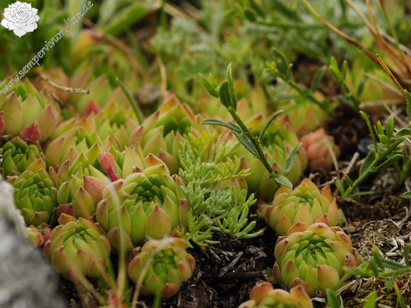 marmoreum ssp. reginae-amaliae (macedonicum) from Guri i Delpnis