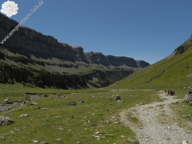 tectorum var. tectorum from Valle de Ordesa