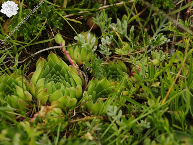 marmoreum ssp. reginae-amaliae (macedonicum) from Guri i Delpnis