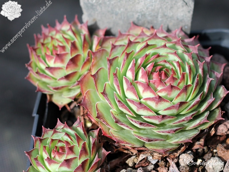Dainty Marietta