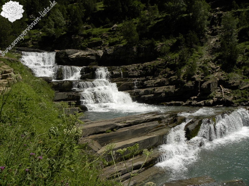tectorum var. tectorum from Valle de Ordesa