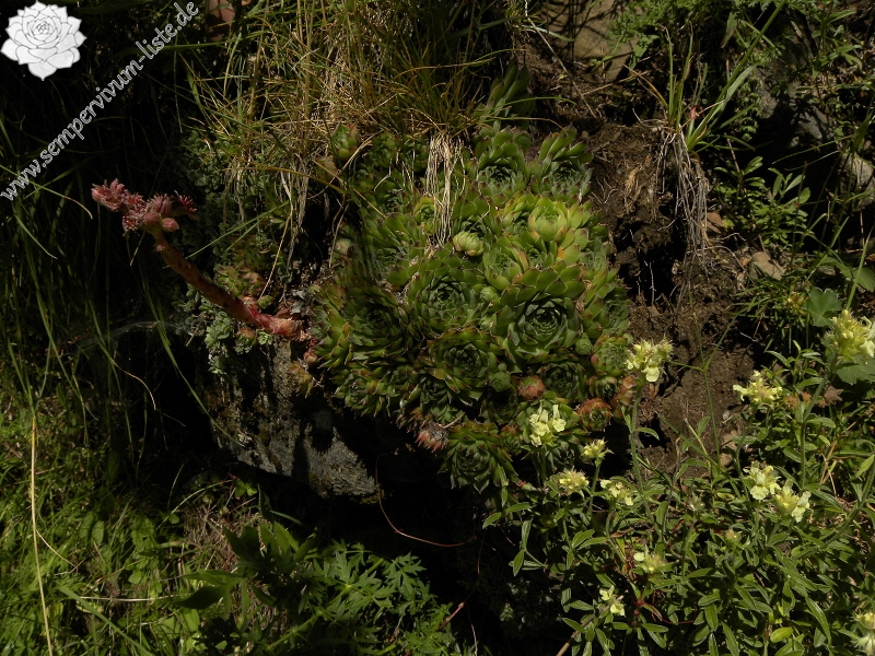 tectorum var. tectorum from Valle de Ordesa