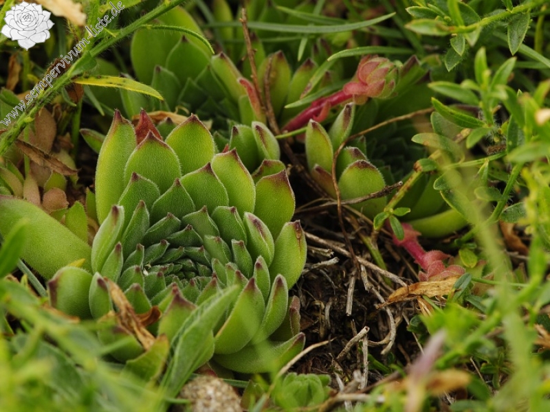 marmoreum ssp. reginae-amaliae (macedonicum) from Guri i Delpnis