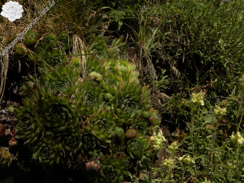 tectorum var. tectorum from Valle de Ordesa