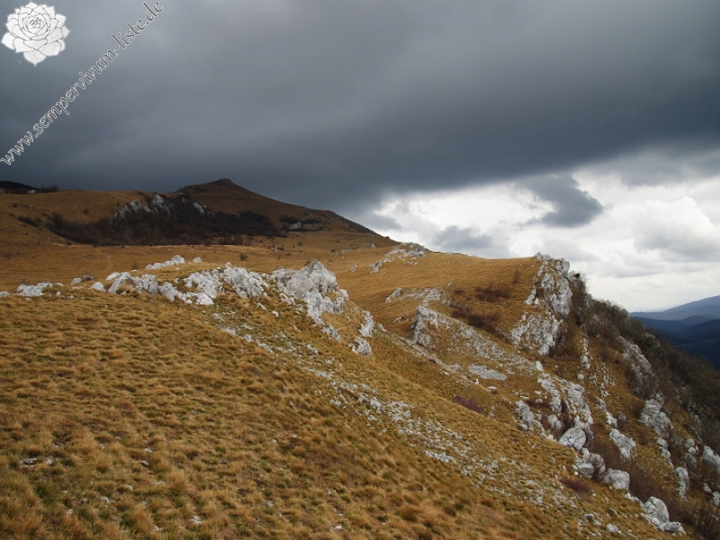 tectorum var. tectorum from Sveti Hieronim