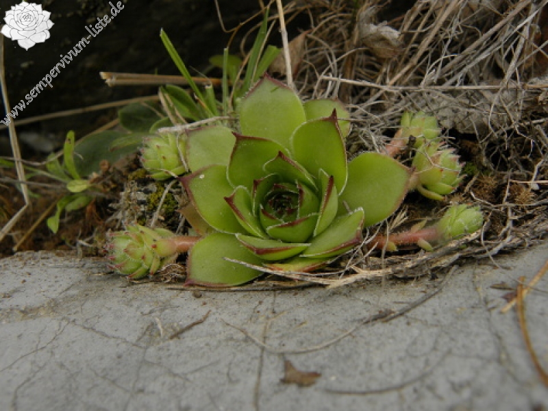 marmoreum ssp. marmoreum from Pernik