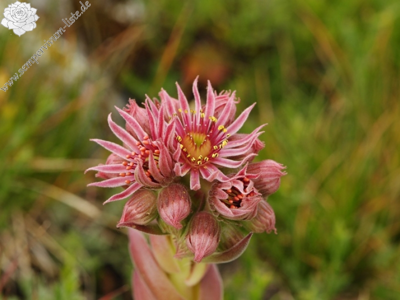 marmoreum ssp. reginae-amaliae (macedonicum) from Guri i Delpnis