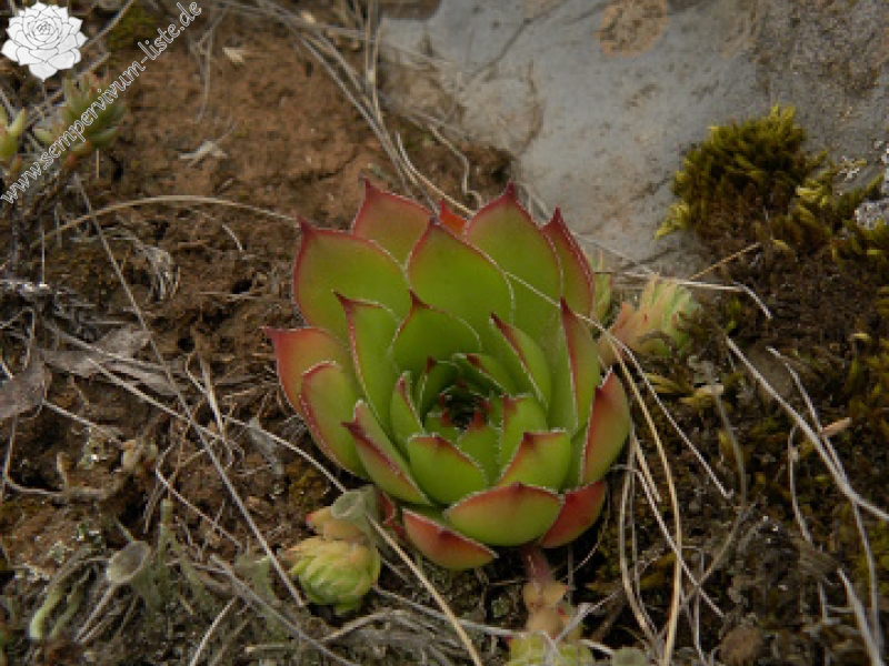 marmoreum ssp. marmoreum from Pernik