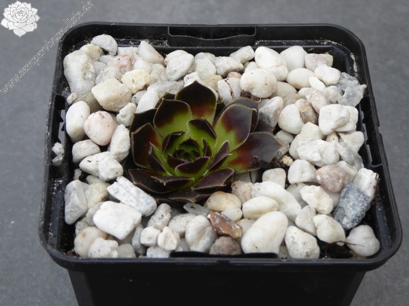 Banby Loniers / Jovi