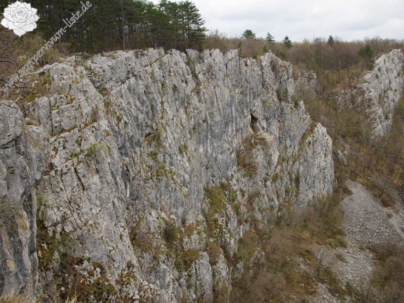 tectorum var. tectorum from Dol Lisična