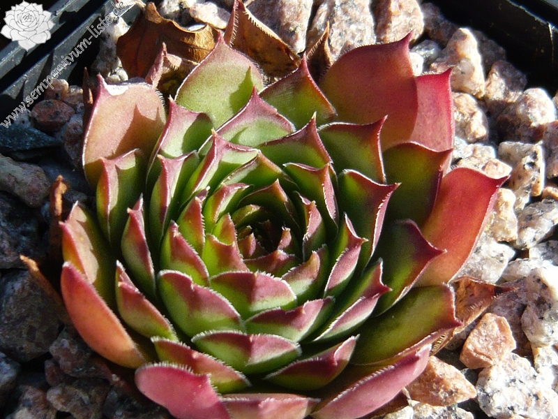 tectorum var. arvernense from Rocher de Bonnevie (Typ 01A)