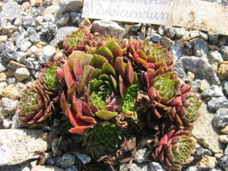 marmoreum ssp. marmoreum (rubicundum)