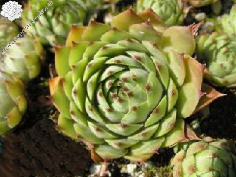 tectorum var. tectorum (rhenanum)