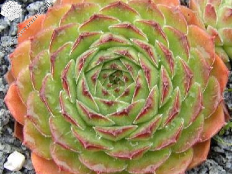 transcaucasicum from Borjomi on road to Bakuriani