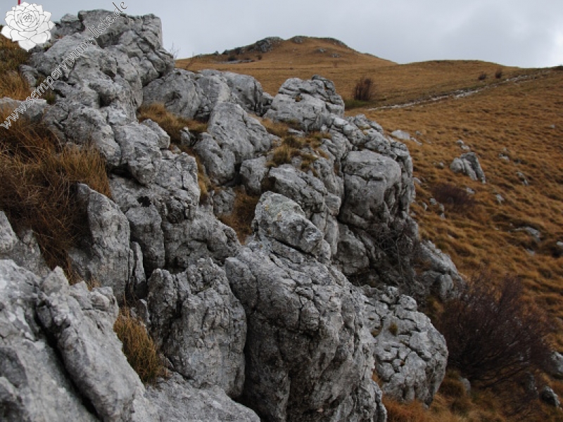 tectorum var. tectorum from Sveti Hieronim