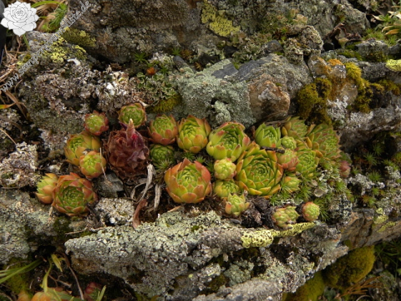 tectorum var. tectorum (alpinum) from Col du Tourmalet (unterhalb)