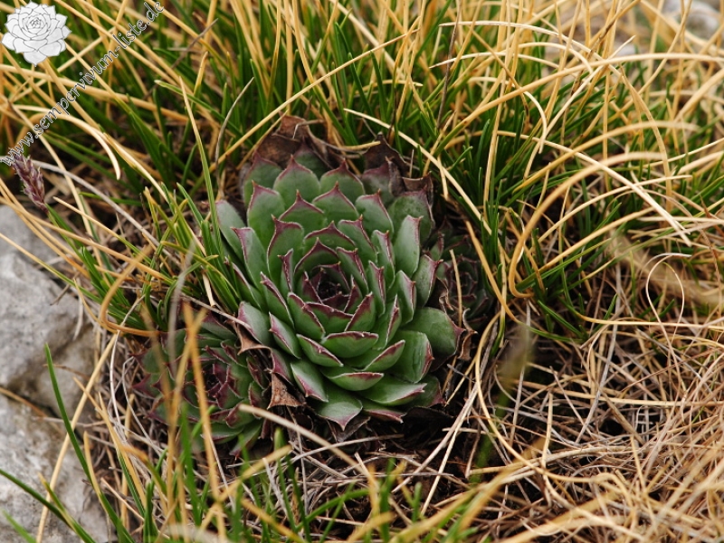 tectorum var. tectorum from Sveti Hieronim