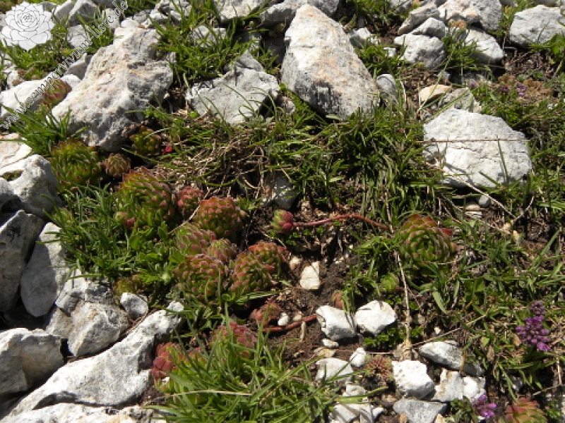 marmoreum ssp. reginae-amaliae (macedonicum) from Ljuboten