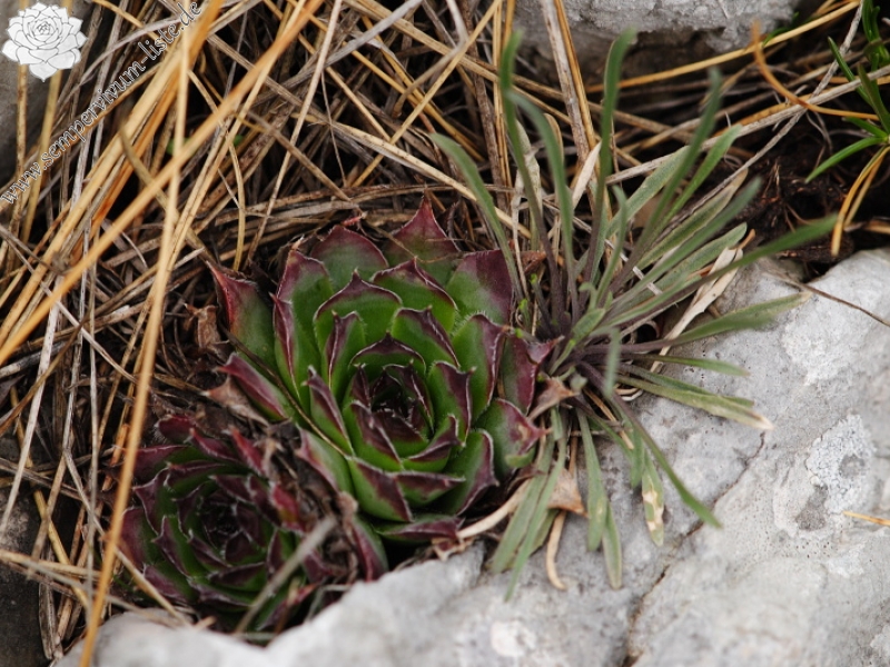 tectorum var. tectorum from Sveti Hieronim