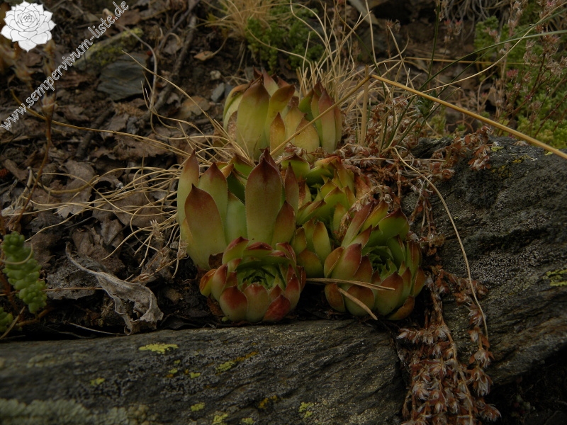 tectorum var. tectorum from Sant Maurici, See