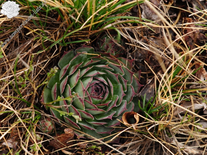 tectorum var. tectorum from Sveti Hieronim