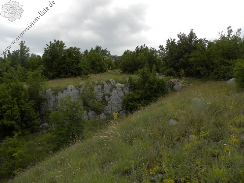 marmoreum ssp. marmoreum from Pernik