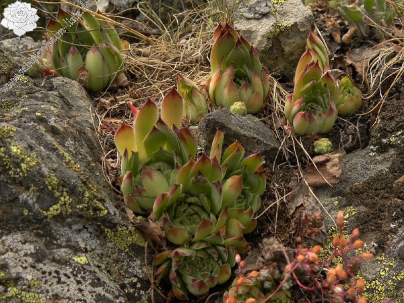 tectorum var. tectorum from Sant Maurici, See