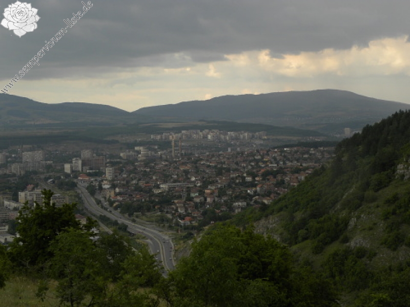 marmoreum ssp. marmoreum from Pernik