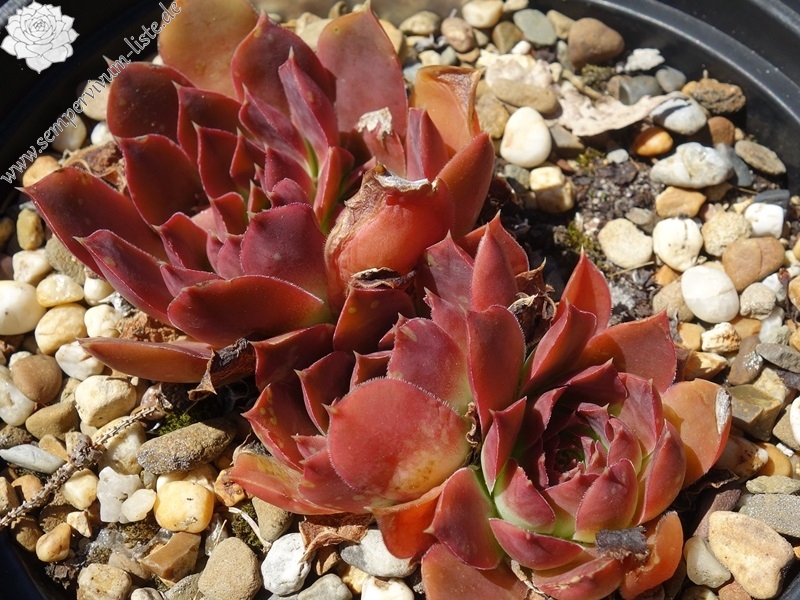 Banby Loniers / Jovi