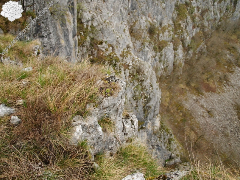 tectorum var. tectorum from Dol Lisična