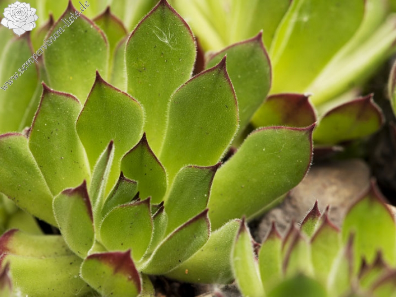 marmoreum ssp. matricum from Šarkanica