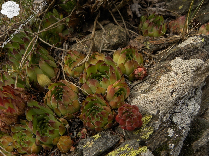 tectorum var. tectorum from Sant Maurici, See