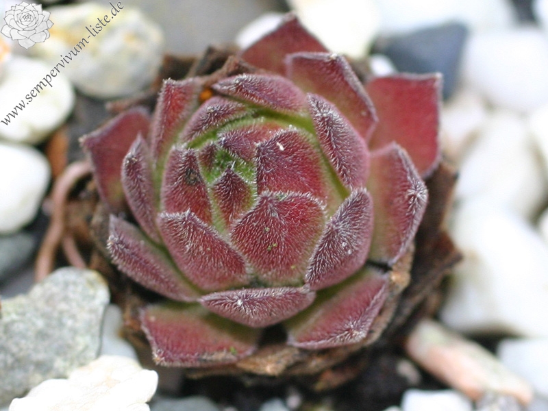 montanum ssp. burnatii from Queyras
