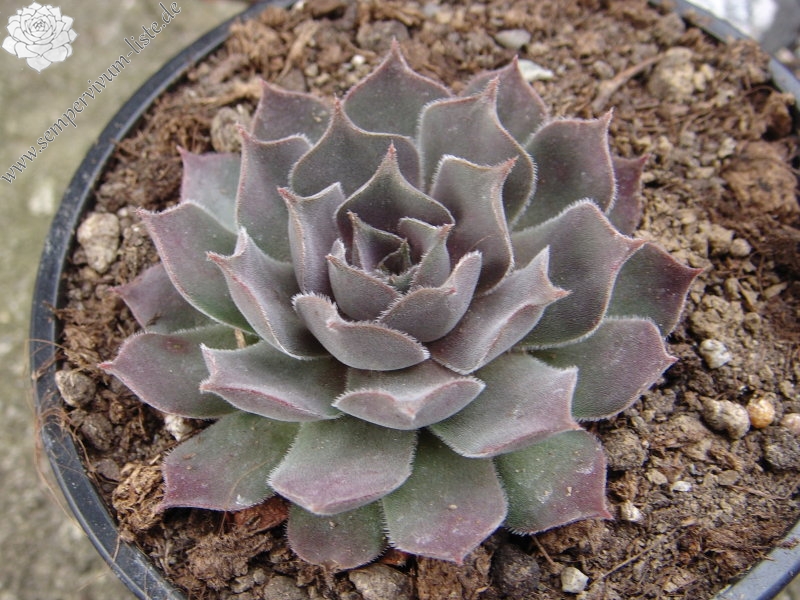 marmoreum ssp. reginae-amaliae (degenianum)