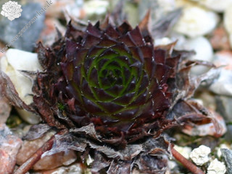marmoreum ssp. marmoreum (dinaricum)