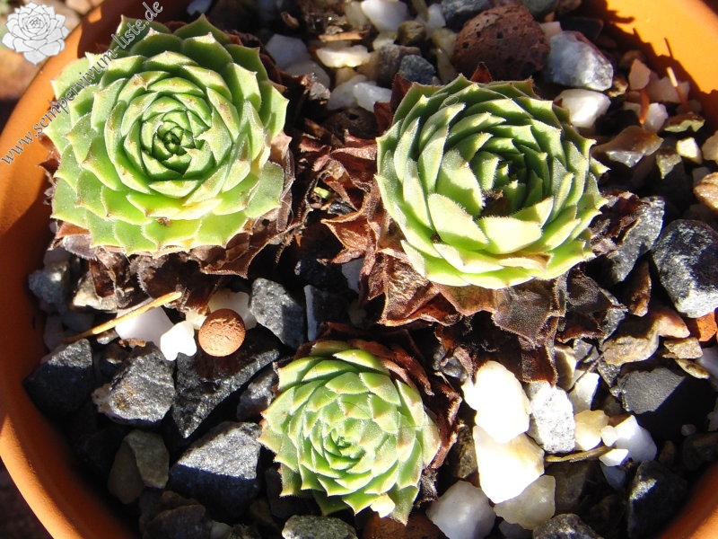 marmoreum ssp. reginae-amaliae