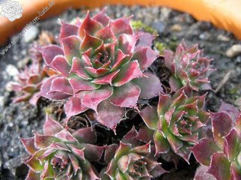 tectorum var. tectorum (juratense)