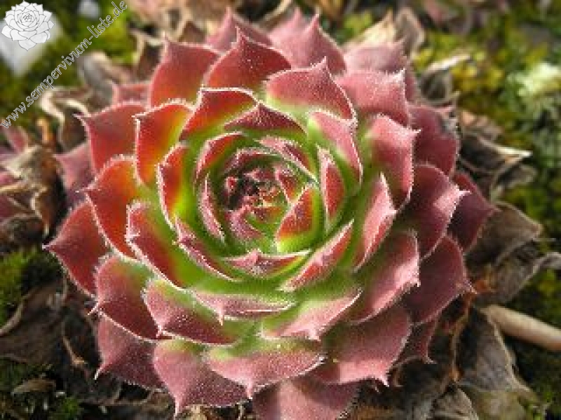 wulfenii ssp. juvanii