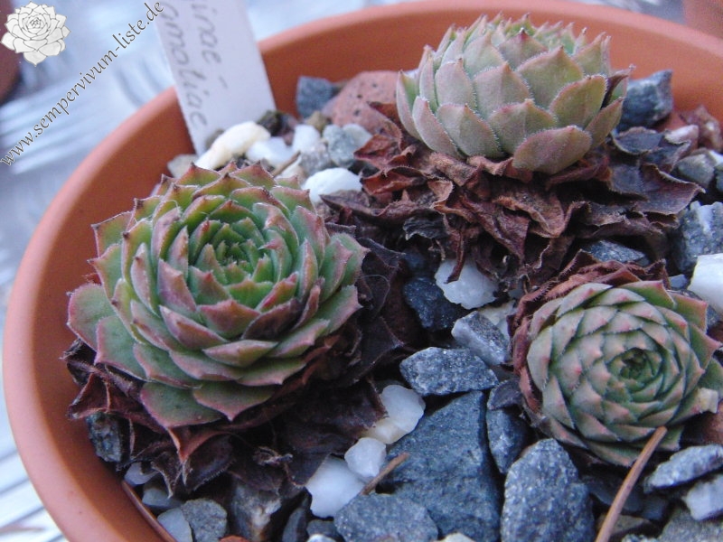 marmoreum ssp. reginae-amaliae