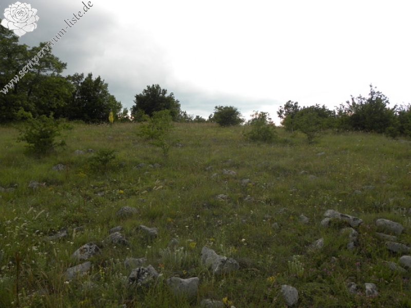 marmoreum ssp. marmoreum from Pernik