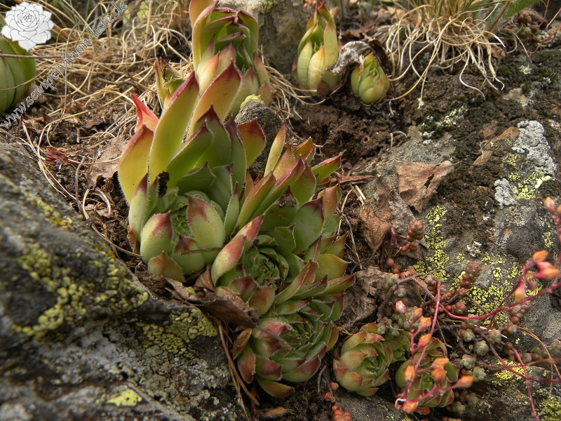 tectorum var. tectorum from Sant Maurici, See