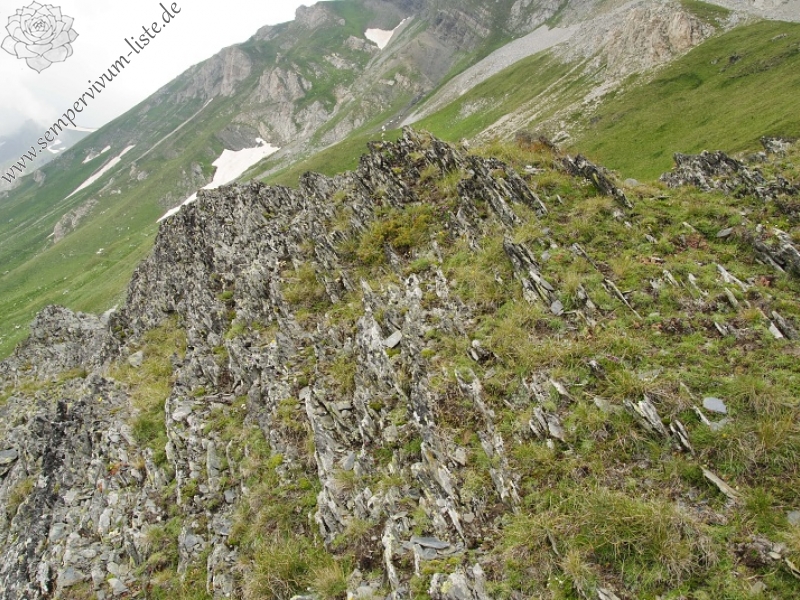 marmoreum ssp. reginae-amaliae (macedonicum) from Kobilino pole, O