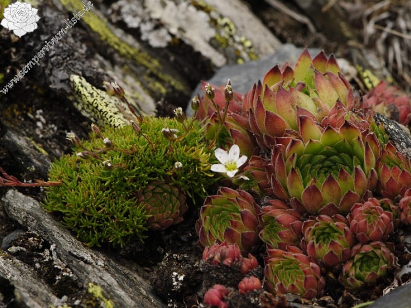 marmoreum ssp. reginae-amaliae (macedonicum) from Kobilino pole, O
