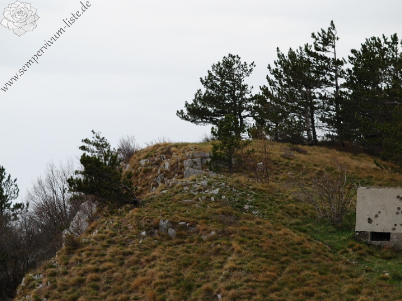 tectorum var. tectorum from Strmec