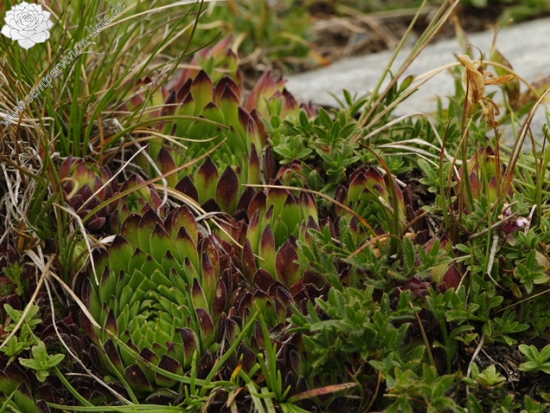 marmoreum ssp. reginae-amaliae (macedonicum) from Kobilino pole, O