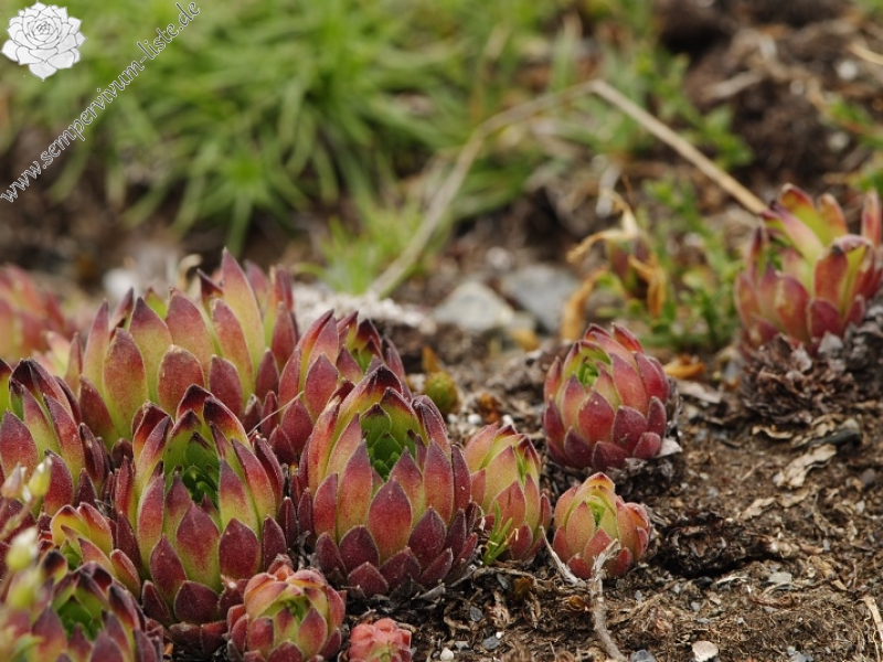 marmoreum ssp. reginae-amaliae (macedonicum) from Kobilino pole, O