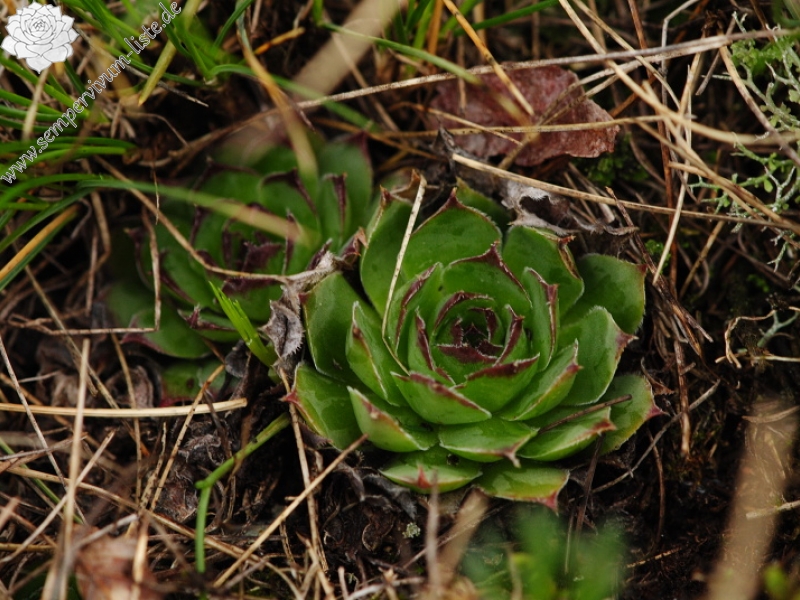 tectorum var. tectorum from Strmec